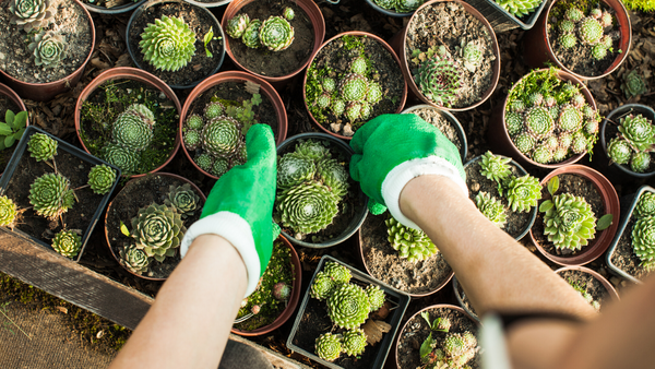 How to Grow Succulents from Seeds - Homegrown Garden