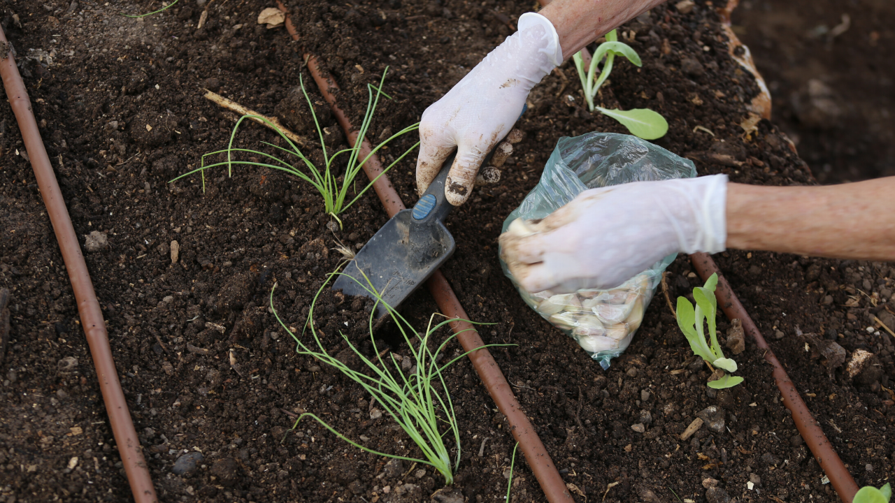 How to Grow Garlic Header