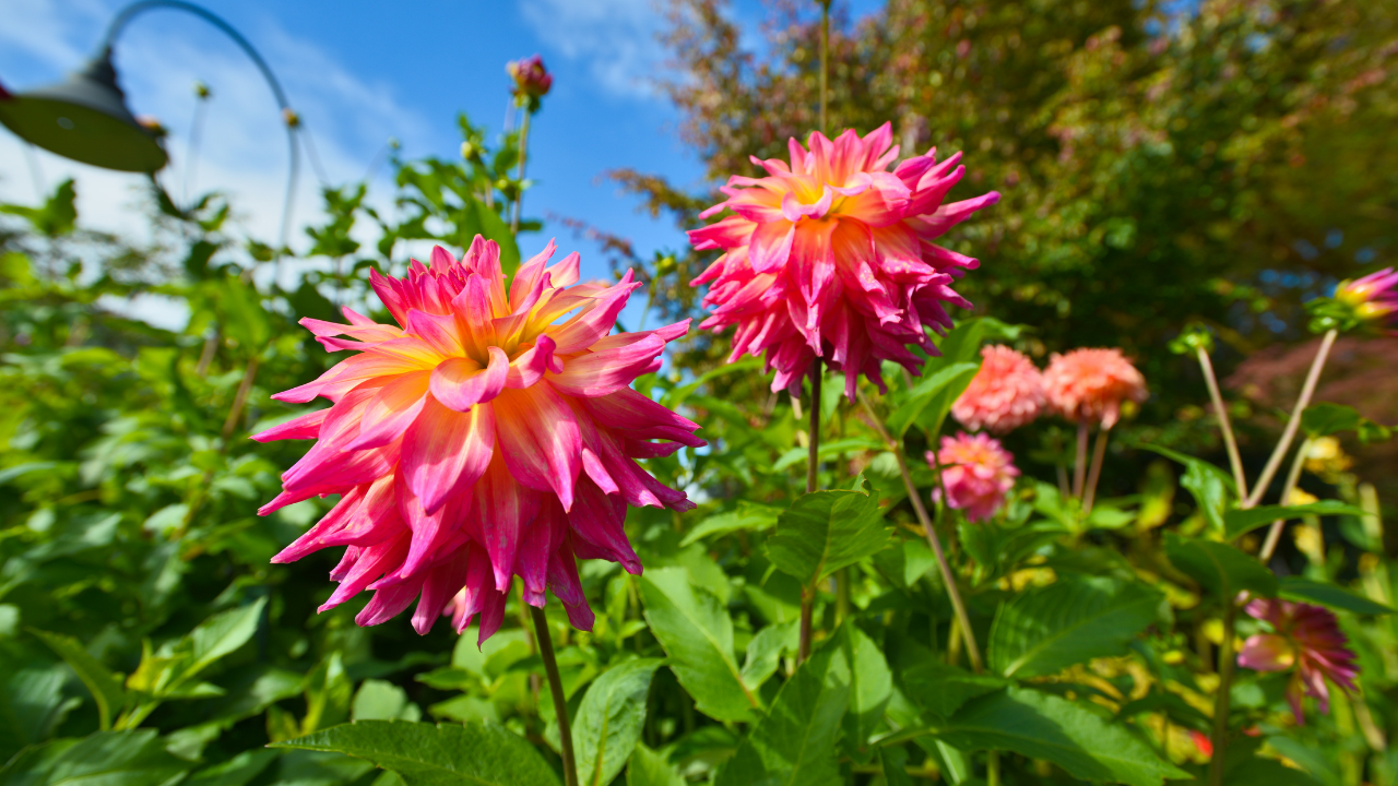 How to Sow and Grow Wildflowers Header