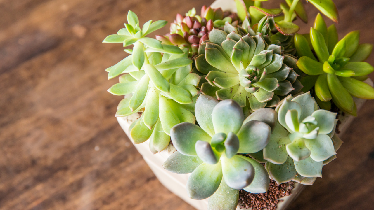 How to Keep Succulents Alive