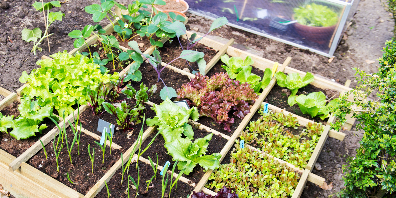 Green Dreams, Reality Check: Planting the Right Way in Spring