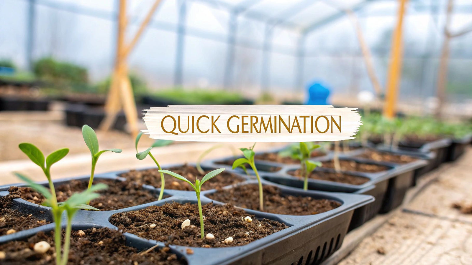 11 Proven Tips for Germinating Seeds Quickly