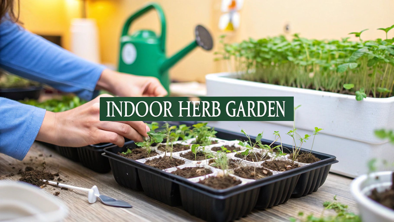 11 Steps for Growing Herbs Indoors from Seed