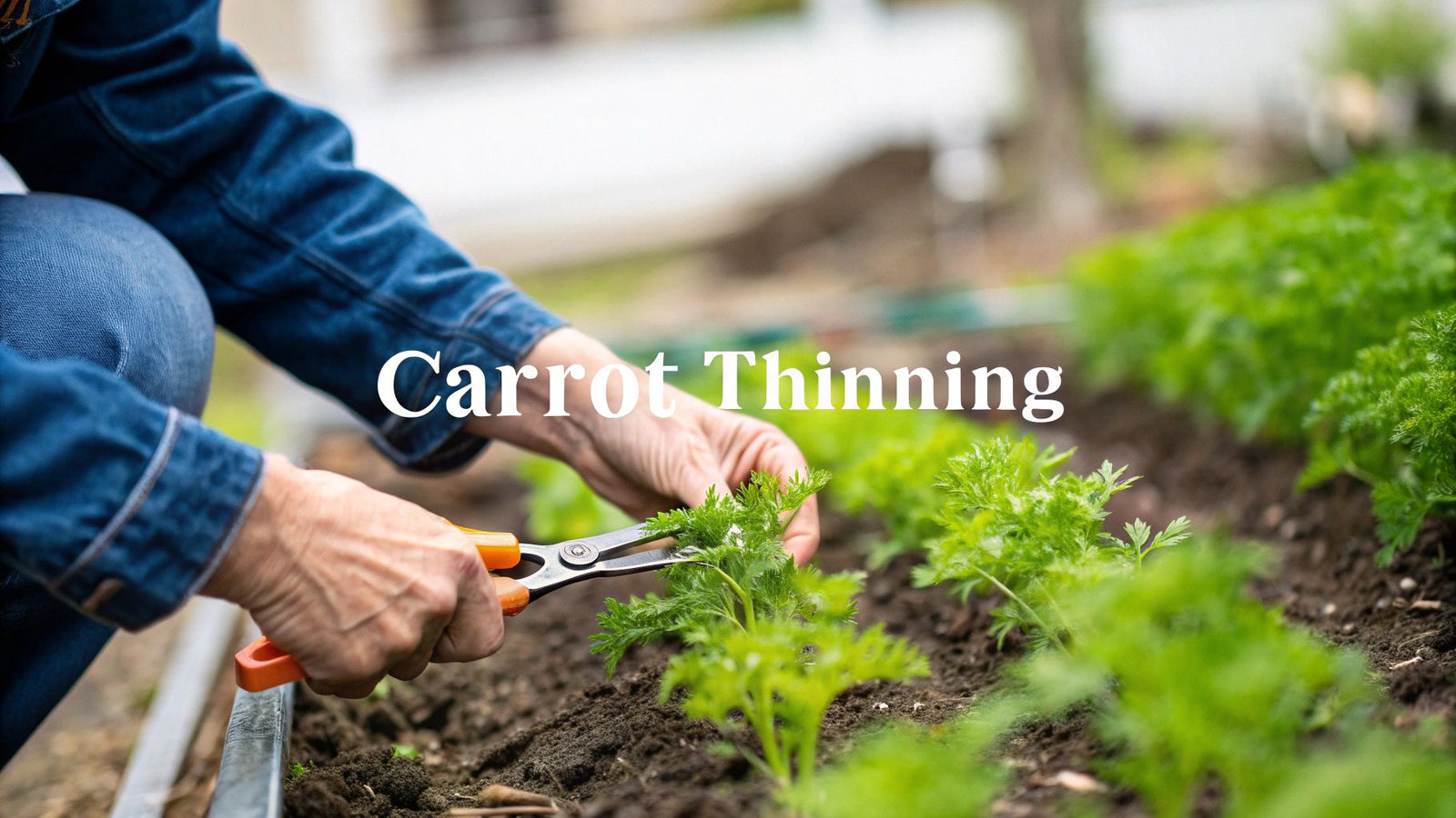 7 Steps for Thinning Carrot Seedlings Perfectly