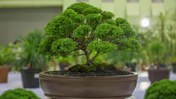 Top Benefits of the Bonsai Plants That Make It a Must-Buy for Your Home or  Office, by Green Decor