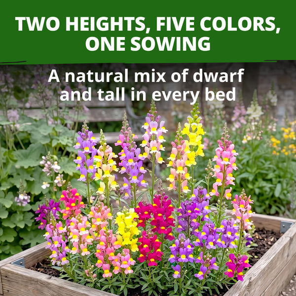 HOME GROWN Snapdragon Spurred Mix Fairy Bouquet & Northern Lights