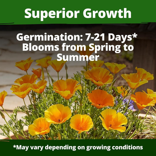 California Poppy Golden West Seeds, 6000 ct, USA Grown - Homegrown