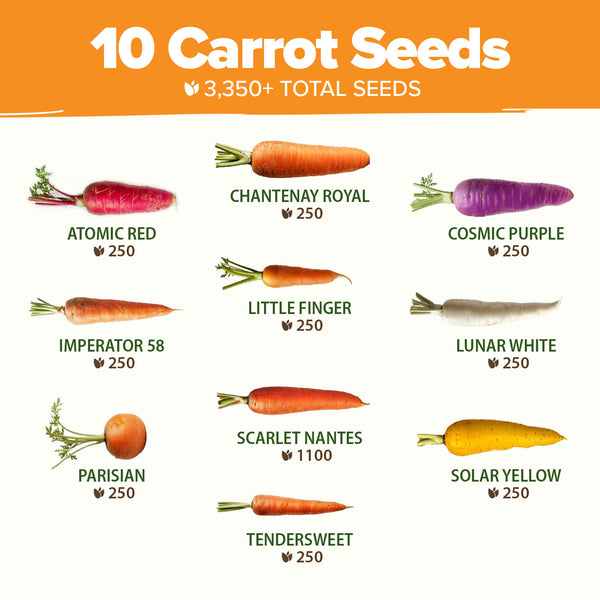 Rainbow Carrot Seeds, 10 Varieties, 3350 ct, Non-GMO - Homegrown