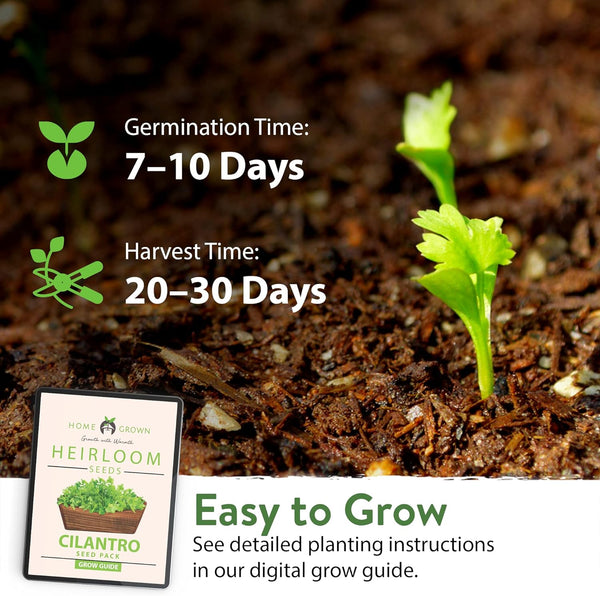 best time to plant cilantro seeds Cilantro Seeds, Non-GMO Heirloom, USA Grown