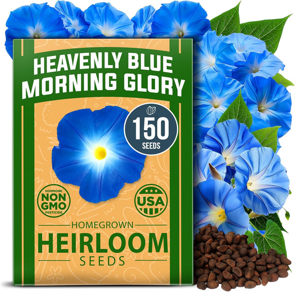 heavenly blue morning glory seeds walmart Heavenly Blue Morning Glories Seeds
