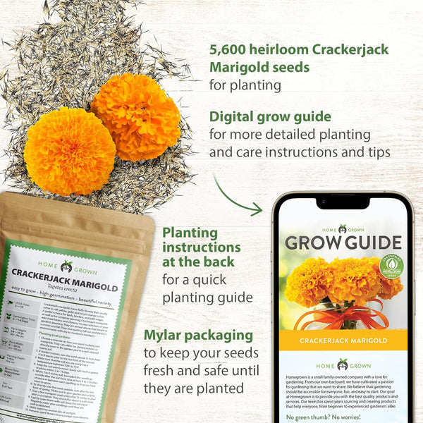 marigold seed planting instructions Crackerjack Marigold Seeds Mix, Heirloom, USA Grown