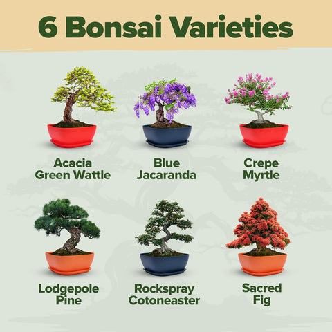 Bonsai Starter Kit - 6 Seed Varieties