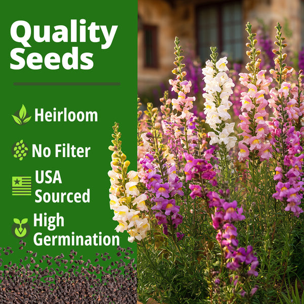 snapdragon plant seeds Snapdragon Fairy Seeds, 10,000 ct, Dwarf Blooms
