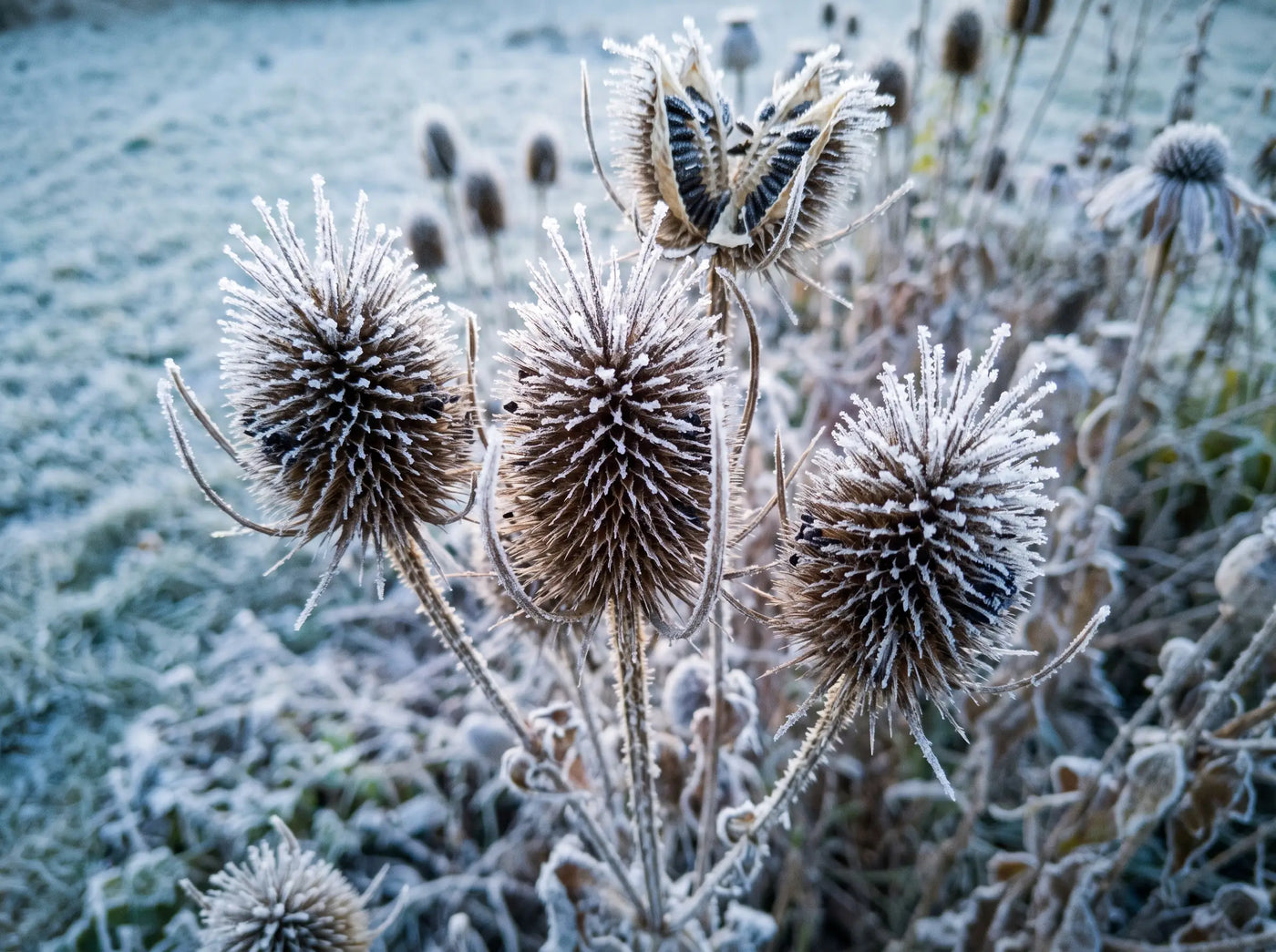 Seed heads standing through frost, seeds visible