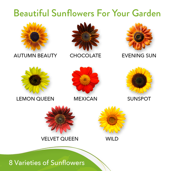 Types of store sunflowers