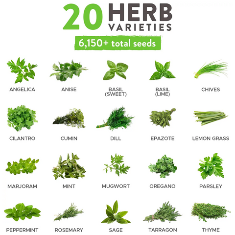Culinary Herb Seed Vault (20 Variety)