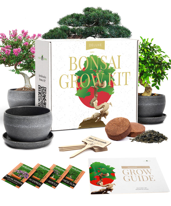loako bonsai tree kit Bonsai Tree Kit, 4 Species, Indoor, Grow Guide