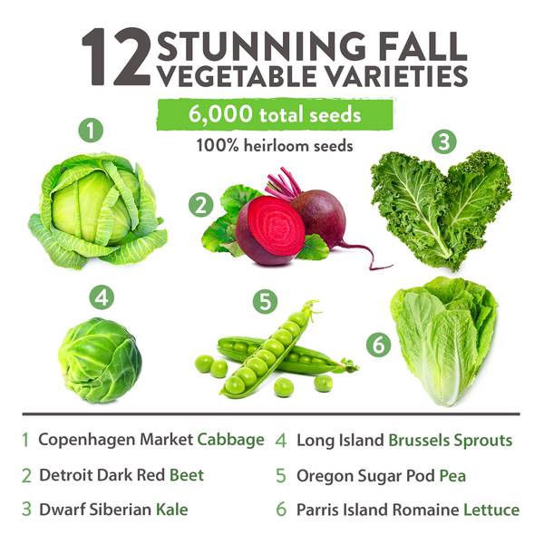 fall garden seeds to plant 12 Varieties Fall Vegetable Seeds, 6000+ Plants, Non-GMO