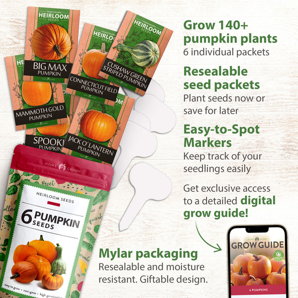 store pumpkin seeds for planting 6 Varieties Pumpkin Seeds Pack, Heirloom, Non-GMO