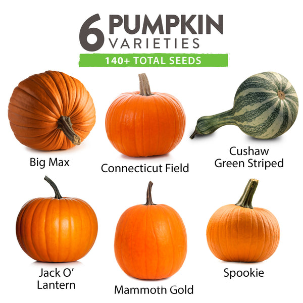 types of pumpkin seeds to plant 6 Varieties Pumpkin Seeds Pack, Heirloom, Non-GMO
