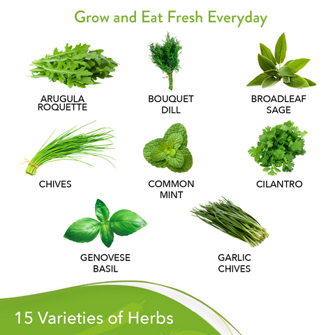 Culinary Herb Seed Vault - (15 Variety)