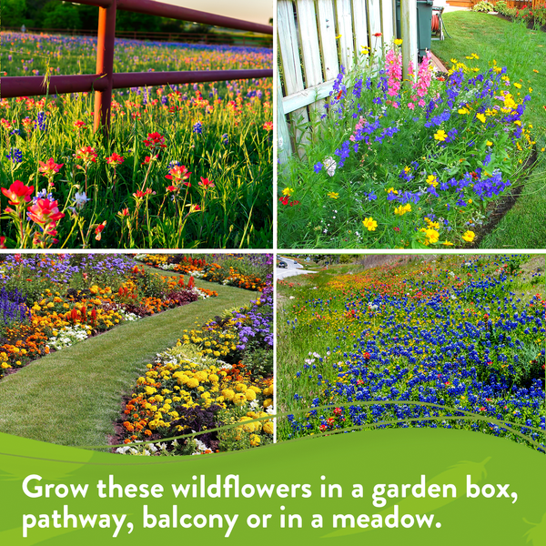 Wildflower Seeds - Texas Wildflowers - Homegrown Garden
