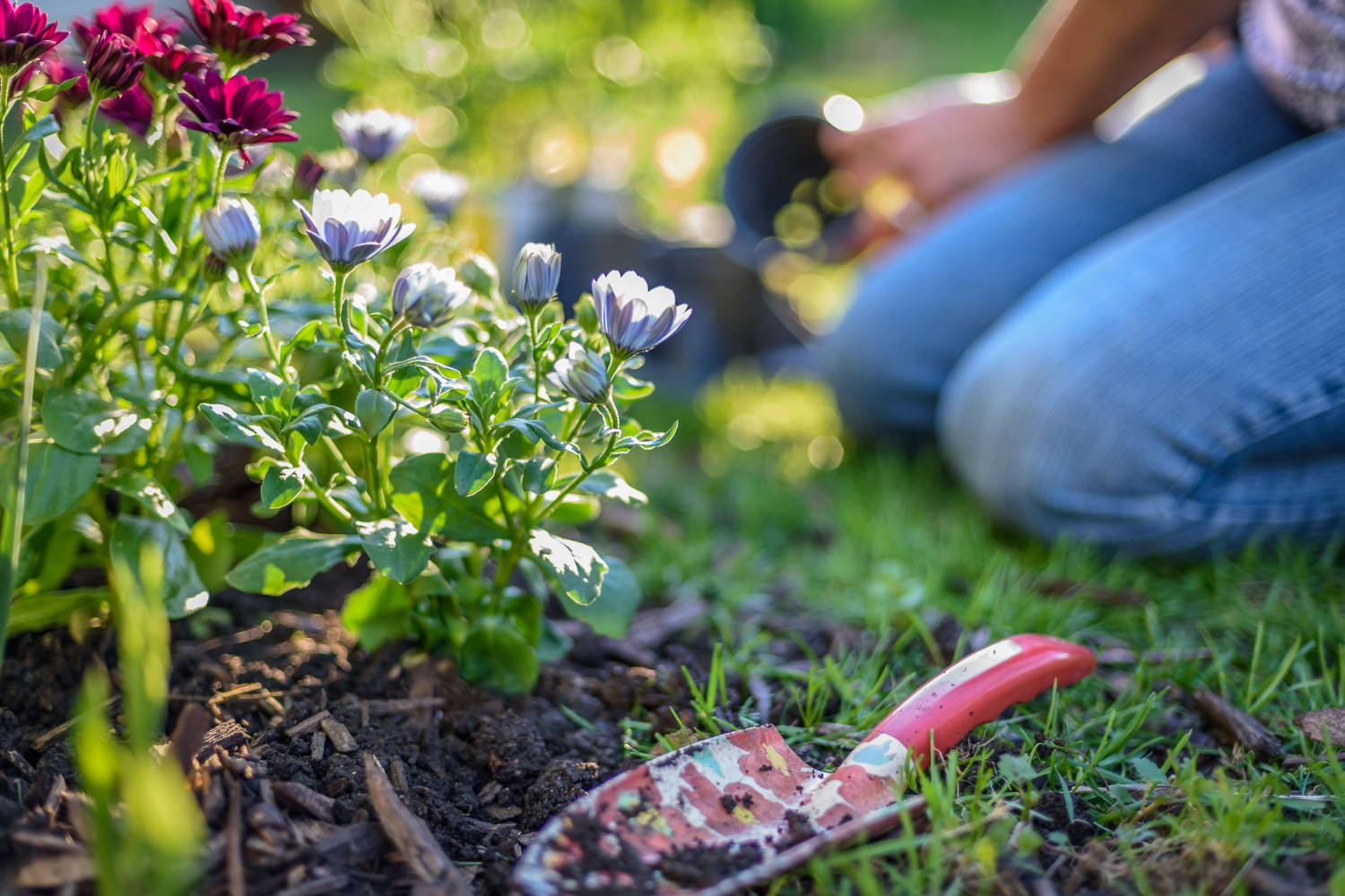What Are Some Low Maintenance Plants for Spring and Summer