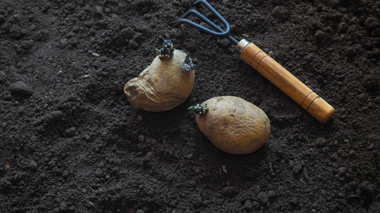 How to Grow Potatoes - Homegrown Garden, image size:1280x720