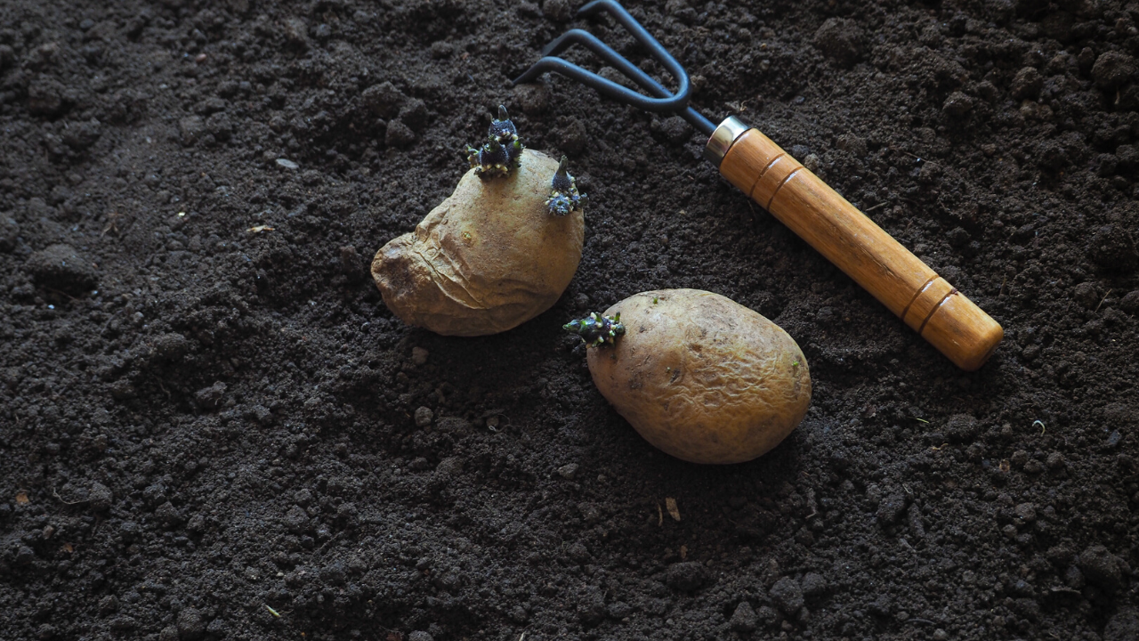 How to Grow Potatoes Header