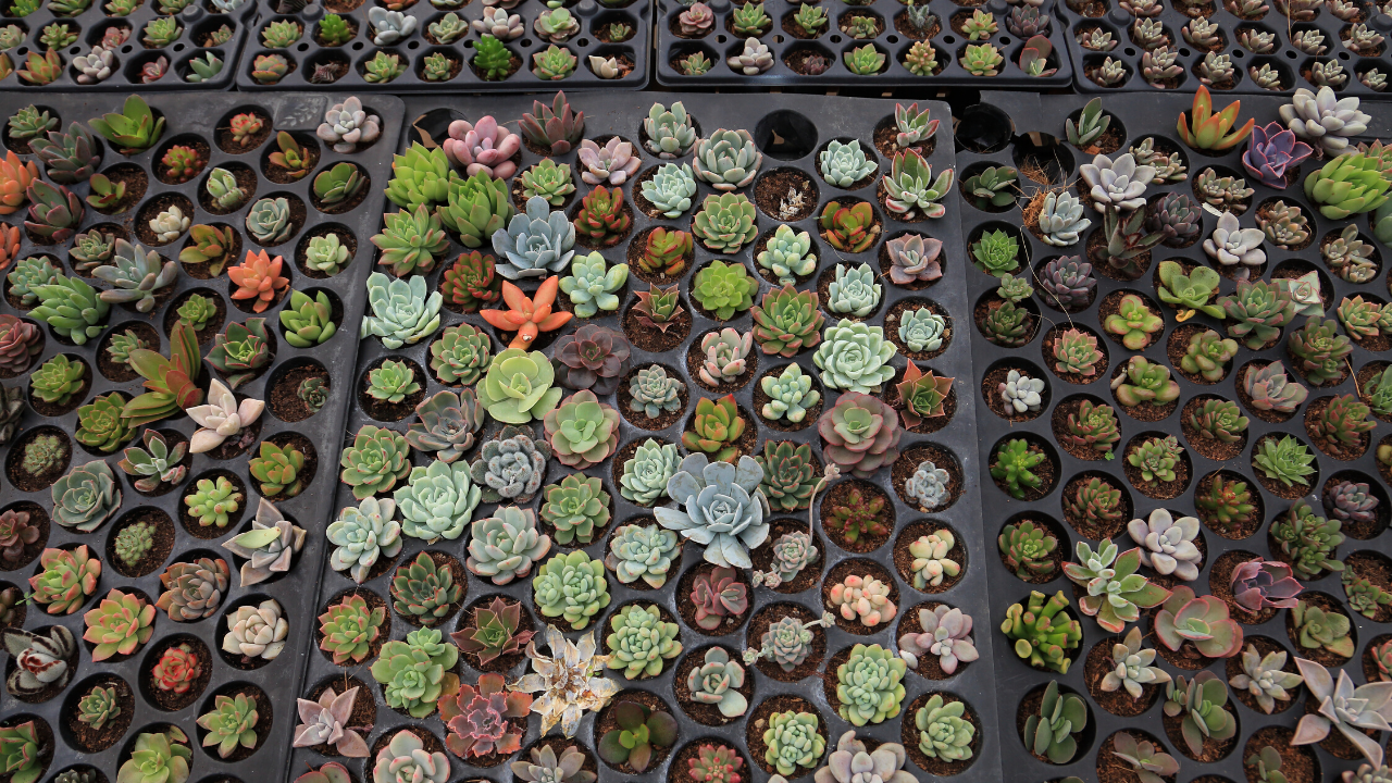 How to Propagate Succulents Header