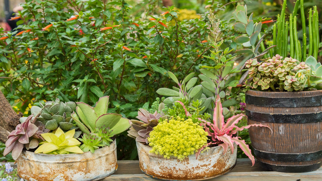 How to Take Care of Succulents Indoors and Outdoors - Homegrown Garden