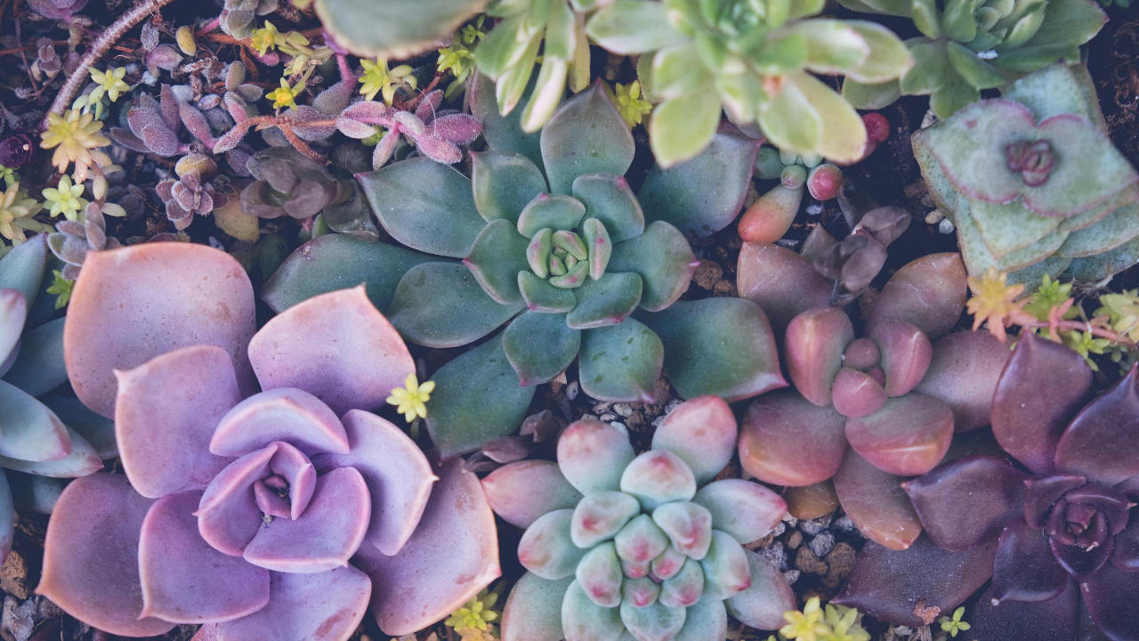 Which Succulents Can Be Planted Together? Header
