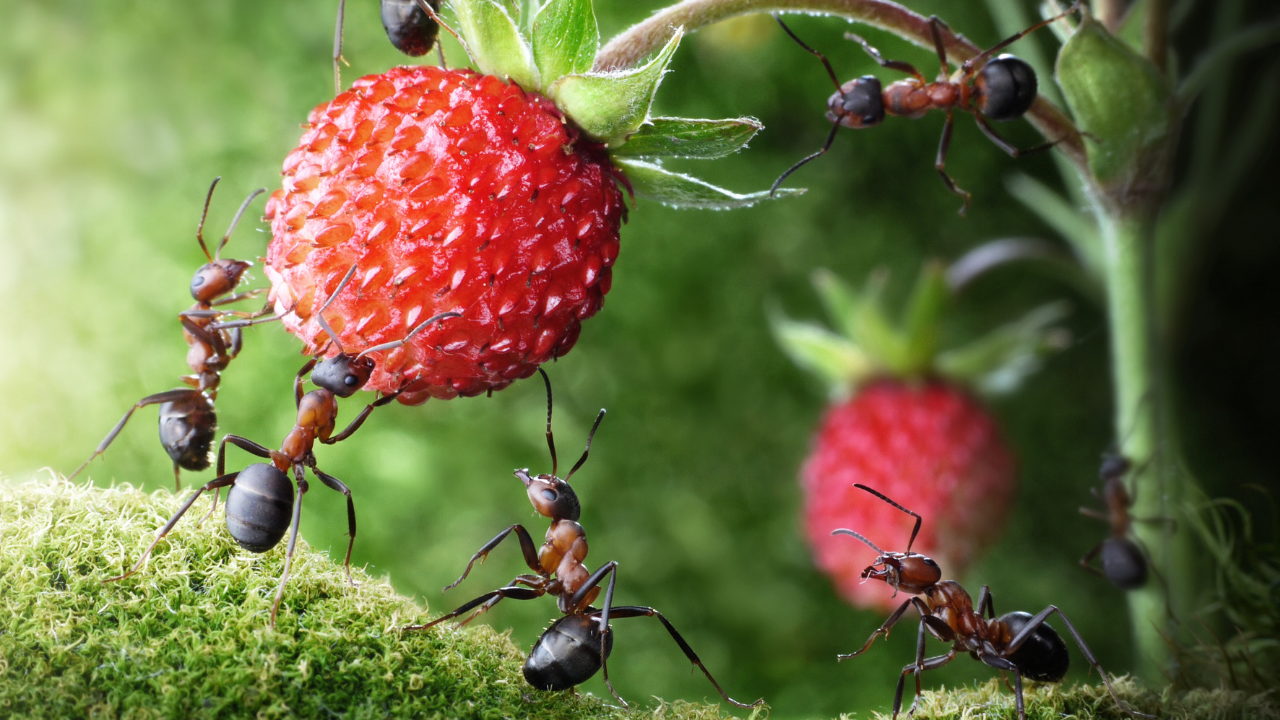 5 TIPS on How to get rid of ants in your garden Homegrown Garden