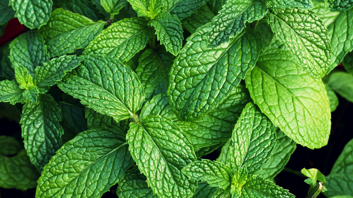 How to Grow Mint - Homegrown Garden