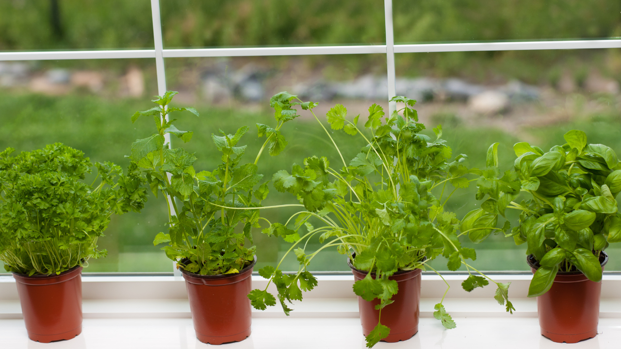 How to Start a Herb Garden Indoors