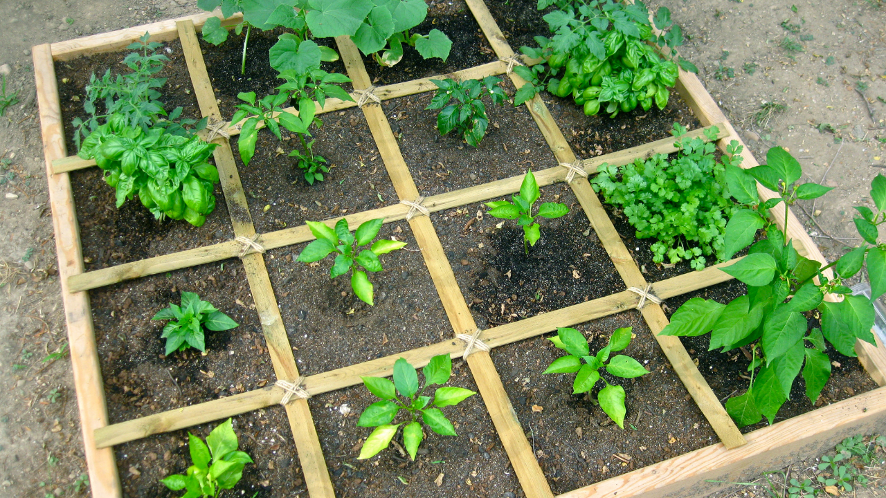 What is Square Foot Vegetable Gardening