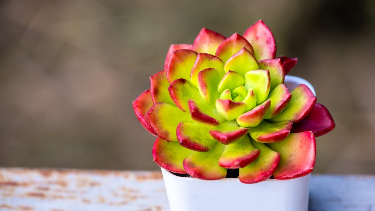 How to Stress Succulents: Giving them Beautiful Colors