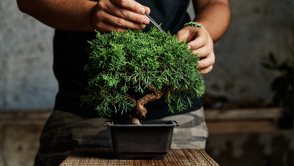 How to Keep your bonsai Healthy | Pruning Bonsai to Perfection ...