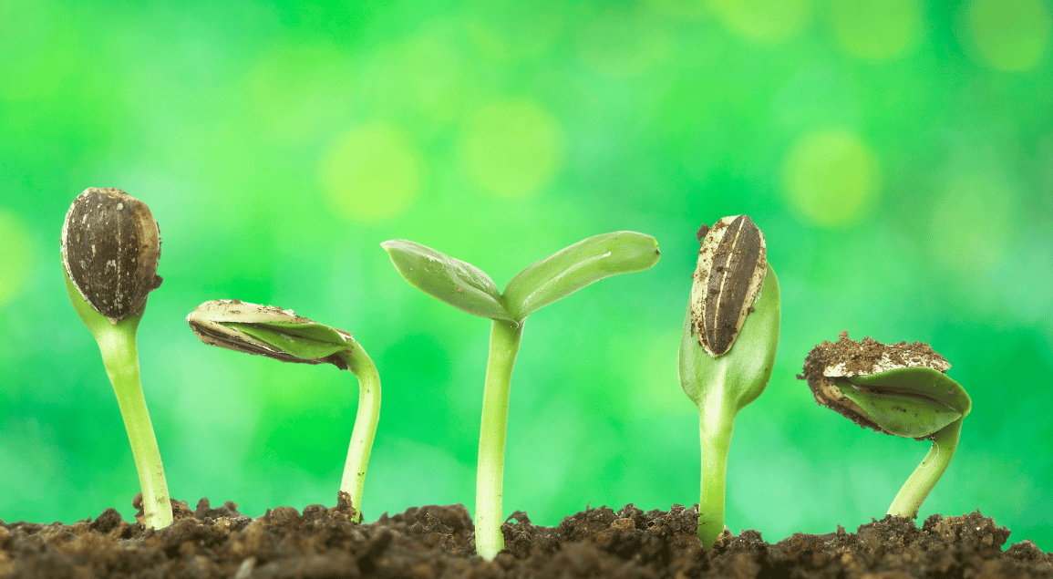 Grow with Confidence: Mastering the Art of Seed Germination at Home with These Easy Methods!