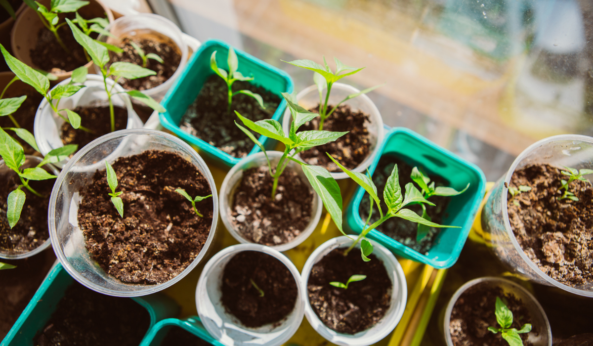 Seeding Success: A Guide to Starting Your Garden Indoors