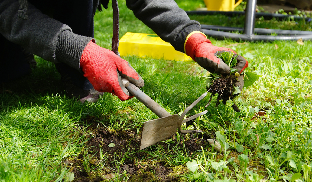 Spring Gardening 101: Tips for New Gardeners