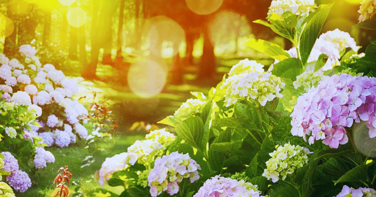Summer Gardening Essential Checklist and Best Crops and Flowers to Sow