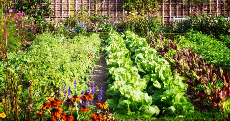 Top 8 Best Soil Mix for Vegetable Garden Recipes - Homegrown Garden