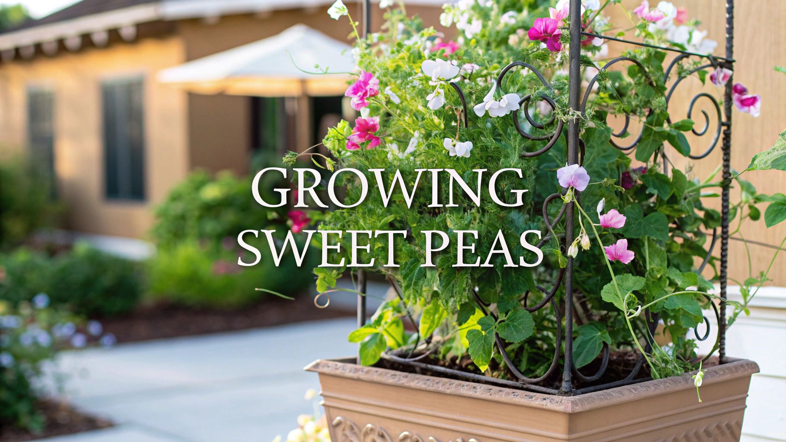 11 Secrets for Growing Sweet Peas in Containers