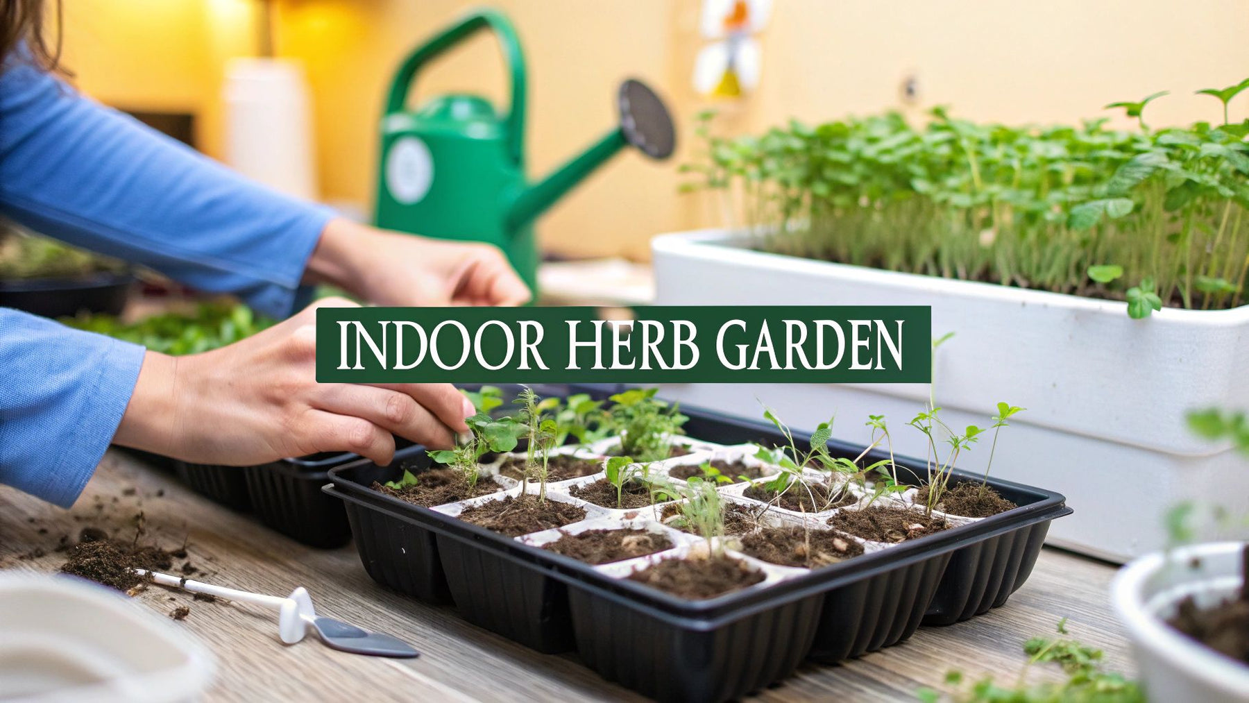 11 Steps for Growing Herbs Indoors from Seed - Homegrown Garden