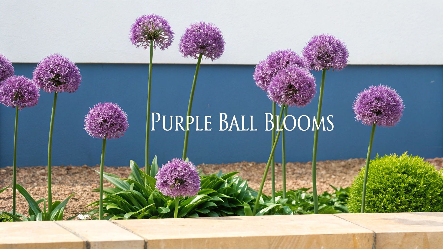 Flower Ball Ryden 6 Best Perennial Flowers With Purple Ball-Shaped Blooms - Homegrown Garden