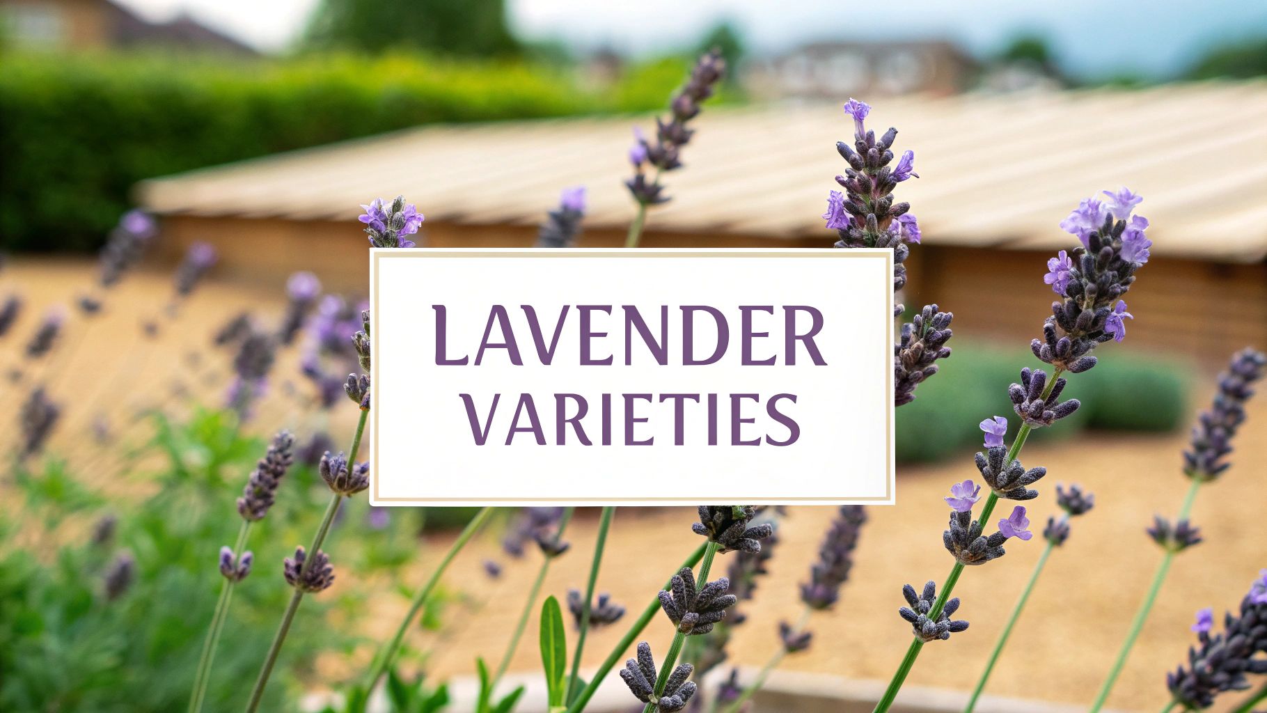 11 Types of Lavender Plants to Know and Grow - Homegrown Garden