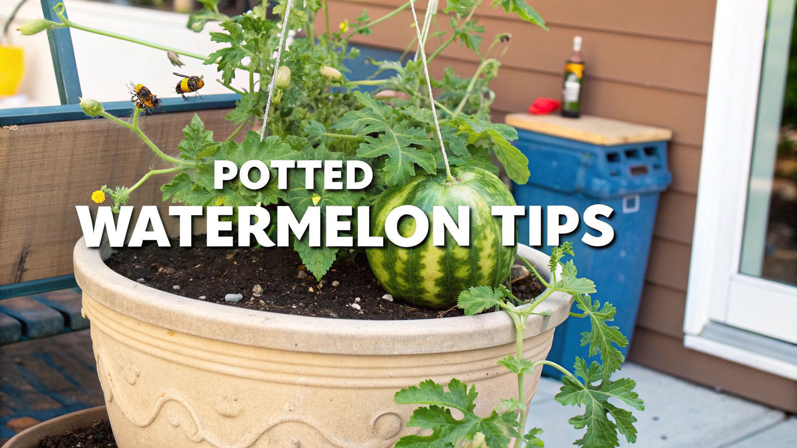 7 Steps to Grow Watermelon in a Pot