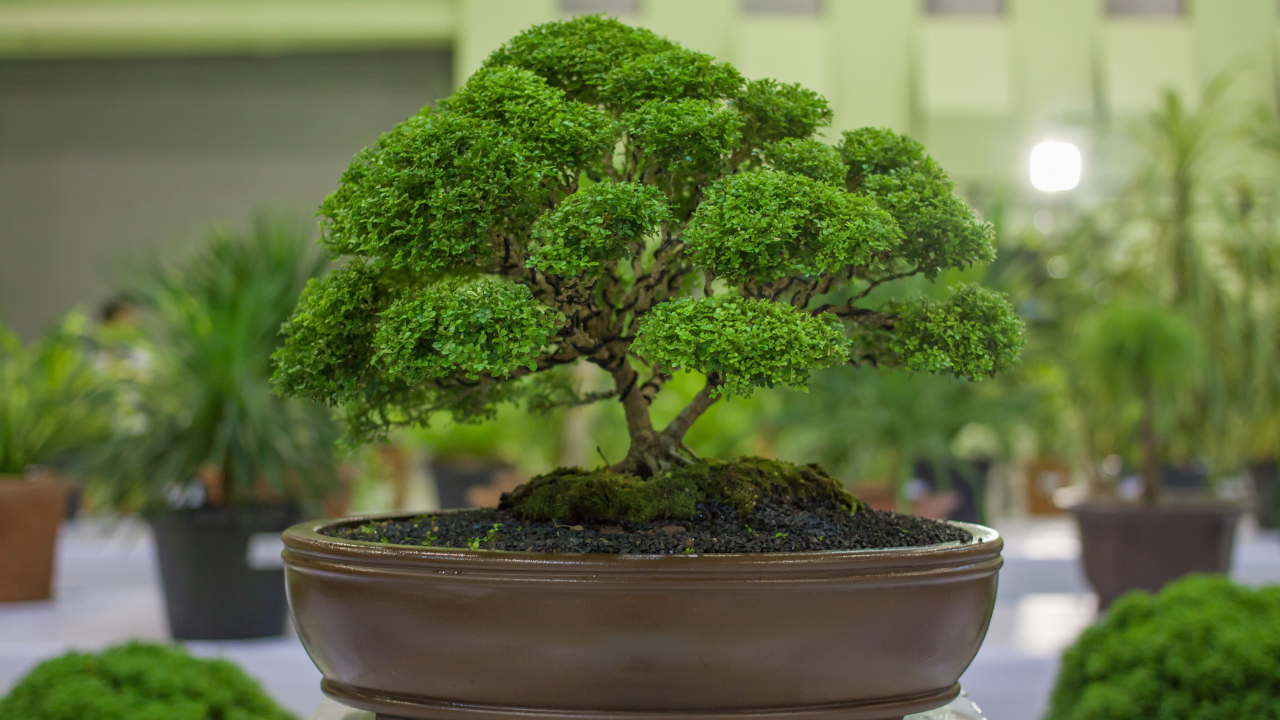 https://homegrown-garden.com/cdn/shop/articles/how_to_take_care_of_bonsai_trees_header_4_1280x.png?v=1610622891