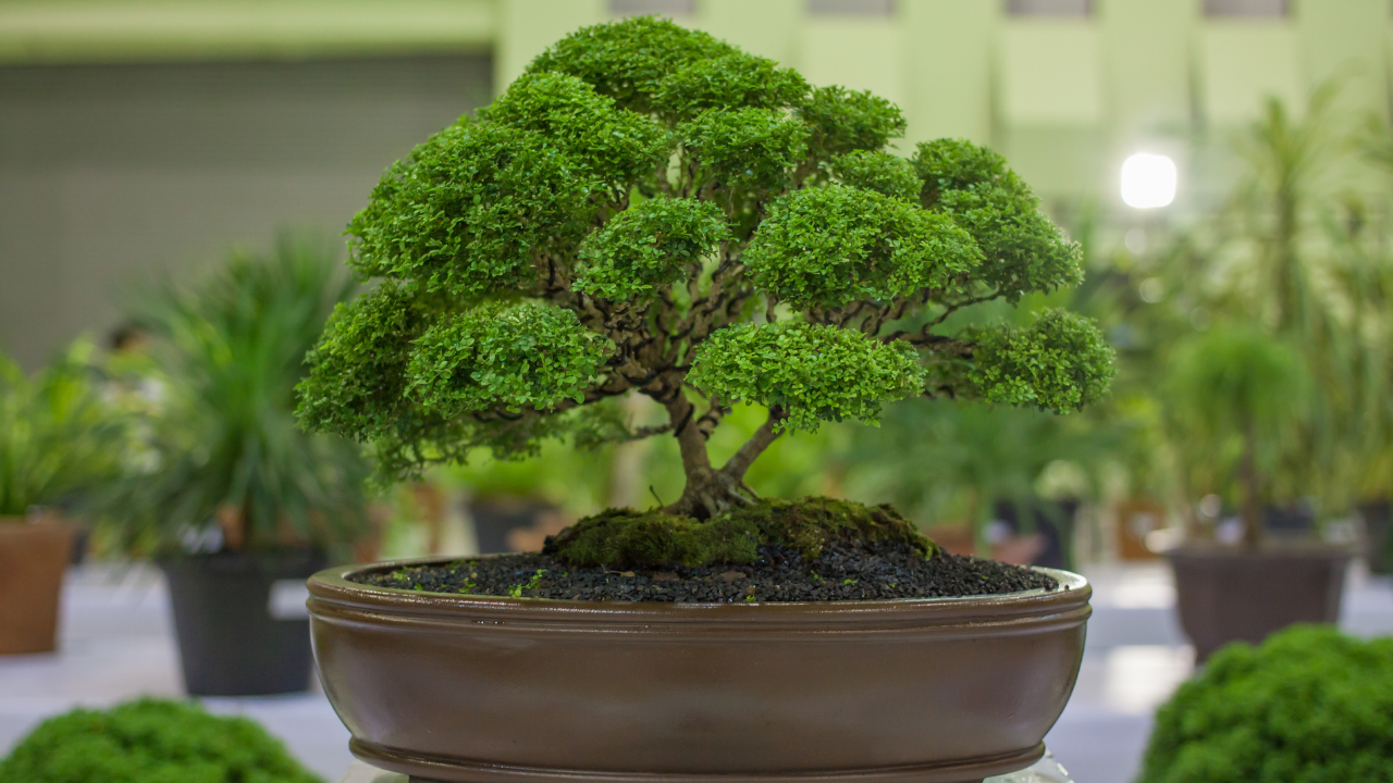 How to Take Care of Bonsai Trees - Homegrown Garden